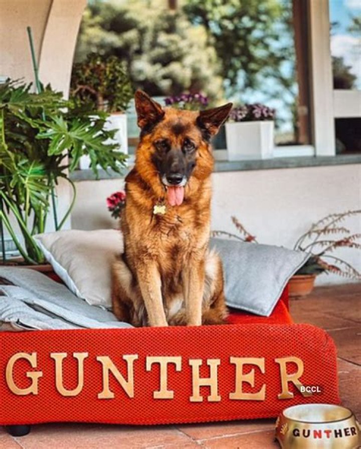 How old is Gunther the dog? (Gunther VI's age)