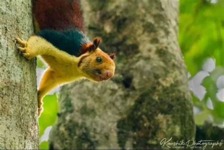 This is the World’s Most Stylish Squirrel